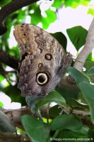 /album/animaux/papiliorama-003-jpg/