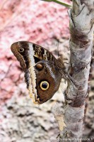/album/animaux/papiliorama-005-jpg/