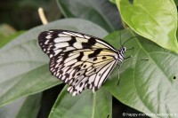/album/animaux/papiliorama-006-jpg/
