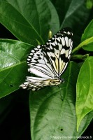 /album/animaux/papiliorama-007-jpg/