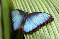 /album/animaux/papiliorama-010-jpg/
