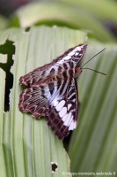 /album/animaux/papiliorama-011-jpg/