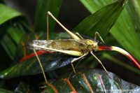 /album/animaux/papiliorama-033-jpg/