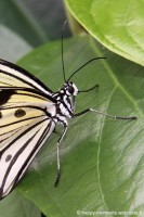 /album/animaux/papiliorama-008-jpg/